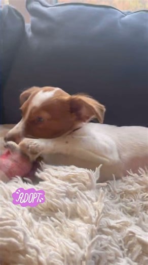 Crete is a super sweet, shy and submissive 3-4 month old beagle mix puppy! She’s about 10lbs now and we expect her to be a medium sized adult. She’s great with other dogs and kids, and should be fine with cats too. She is fostered on Martha’s Vineyard! ——— ❤️ Thank you Emma for helping us save Crete! #fosteringsaveslives ——— Ready to adopt? 💻 Apply online at sandypawsrescue.com 📧 Email adopt@sandypawsrescue.com once your application is submitted Please be patient, we are all volunteers! #adopt