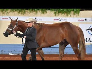 2019 AQHA Amateur Performance Halter Geldings