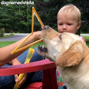 5.4K views · 158 reactions | Hannah can GET mad at Stella, but she can’t STAY mad at Stella. This is especially true when she has easy access to certain things that bring her comfort, and take her mind off the problem at hand. | Dog Named Stella | Facebook