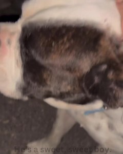 26 reactions · 23 shares | Foster needed for this poor sweet boy dumped. Fill out foster app at savinggracefl.org | Saving Grace and Her Furry Friends Rescue | Facebook