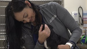 How to give your pet CPR: This is what you need to know