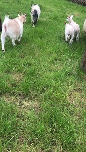 402 Falabella Pony - Shirley | The Village at Wheelocks