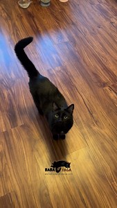 14K views · 11K reactions | mini Baba meow compilation~‍⬛ . Which one’s your favorite? MeOOw, meeeeOOW, or mrrrppphp??  . . . . #cats #catvideo #catlove #cutecat #catscatscats #catsoninstagram #catsofinstagram #catagram #blackcat #meow #catmeow #catsofinstagram #catsoninstagram #meow #baba #babayaga | BabaYaga Cat | Facebook