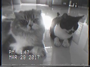 Remus, romulus and Eveready. ❤ #CatLover #catlady | Yeng Constantino