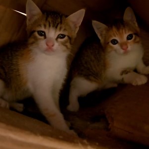 The defensive kittens guard themselves and refuse to let me approach them closely. #love #CAT #cat | Komal Soni