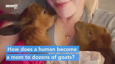 9.2K views · 112 reactions | Meet The Goats Of Anarchy: A Rescue Farm For Baby Goats A woman quit the corporate world in New York City to rescue baby goats. | KTNV Channel 13 Las Vegas | Facebook