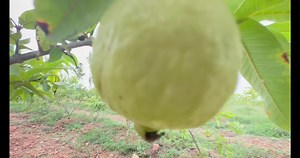 13 reactions | Taiwan and Safeda guava varieties cultivation/https://youtu.be/vpIww2Ref60?si=auSqcvA8v5-2NNmQ #guava #fruit #horticulture #horti #marketing #farm #farming #instagood #instagram #instalike #instadaily #instamood #gunapatis #nellore | Gunapatis | Facebook