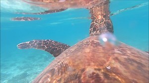 SNORKELING WITH TURTLES You can enjoy snorkeling with turtles directly from the beach (Sunset bikini beach on the south-west of the island) whenever you want and for free. We only ask that you follow the rules on how to treat the turtles. When snorkeling, try to follow these easy FIVE RULES TO KEEP the turtles not to be stressed and you enjoy their presence: 1) If possible, do not touch turtles (definitely not on a head) 2) Try to be as quiet as possible with minimal splashing and talking, it ca