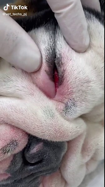 Cherry Eye in Dogs: Understanding the Condition