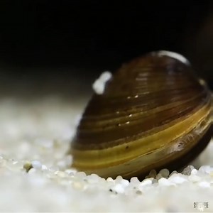 Прісноводний двостулковий молюск Corbicula Fluminea використовує мускулисту ногу, щоб знайти і потім вирити субстрат акваріума. З цього моменту він житиме і переміщатиметься під ним з видимим тільки сифоном. 🔹🔹🔹🔹🔹🔹🔹 | Cikavosti