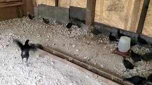 36K views · 1.4K reactions | I, Farm Boy! Raising Chicks Naturally...