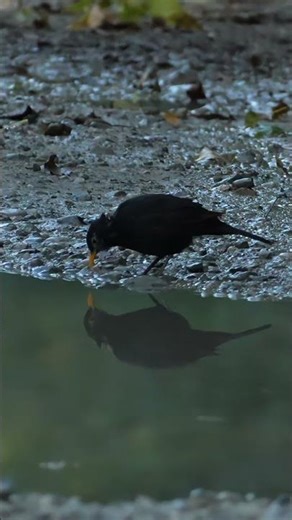 merlo - blackbird #birds #wildlife #nature #animals