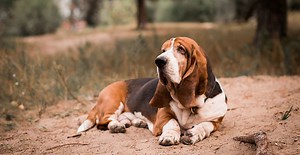 Low-key love: have you heard of the loyal Basset Hound? - K9 Web
