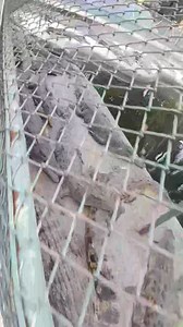 Rose Ann Cristy Excelise on Reels