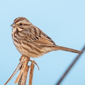 18 Types of Sparrows Found In Delaware! (ID GUIDE)