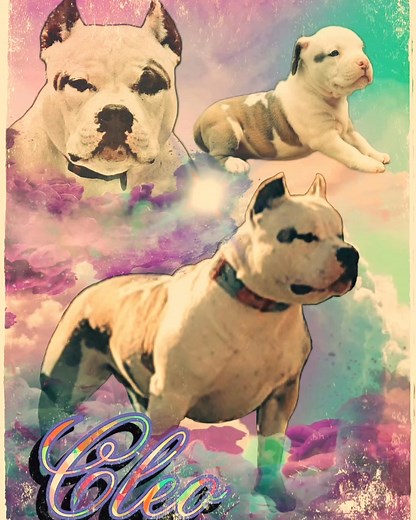 #flybullies #flybulliescleo #abkc #americanbully #americanbullies | FLY Bullies