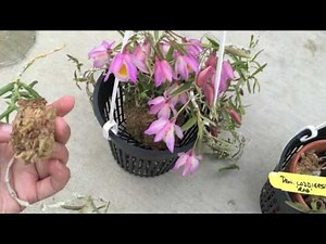 Dendrobium loddigesii in Bloom