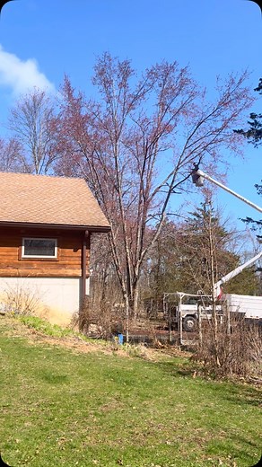 Thanks @austin.aubetreeclimber_ great job! Loved this old maple tree, but too close to the house for comfort, and part of it was rotting. I will miss it but enjoying more sun in the back. Every bit of it will be used, firewood to heat our house next winter, logs will be inoculated with mushroom spawn, and woodchips will be used for bedding for the animals and garden. | Halyna Shepko