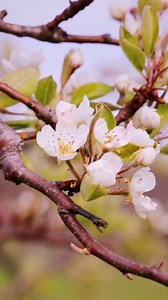 6.9K views · 102 reactions | While some are planning trips to big cities and far-flung places to admire the cherry blossoms, we just wanted to remind you that the blooms here in the Finger Lakes put on a pretty spectacular show too.  | Finger Lakes Wine Country | Facebook