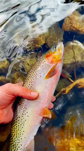 Jared Griffith on TikTok