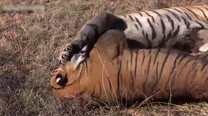 20K views · 221 reactions | Wars between animals #animals | Africa Journey Nature Experience | Facebook