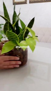227K views · 3.3K reactions | Cultivar espada de são jorge com jiboia é a perfeição!! #decoracaocomplantas #plantas #amorporplantas | Meu jardim secreto | Facebook