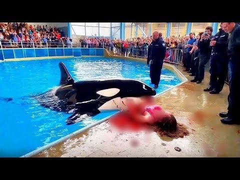 The TERRIFYING Final Moments of Orca Trainer Elise Moreau