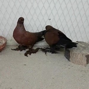 West of england pair | Pigeon lovers