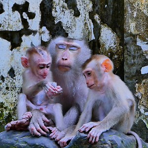 8.5K views · 1.2K reactions | Libby sleeping so tired after Breast Feeding Milk baby LEO | Monkey Rainbow | Facebook