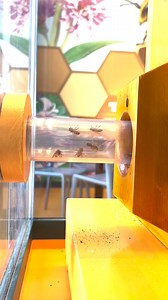 Busy as a bee at Audubon Insectarium! Watching bees has long been an entrancing pastime and at Audubon Insectarium, guests get an inside view of a honeybee hive with our two-sided viewing area. You will see a honeybee hive hard at work and the honeybees making their way to our pollinator gardens via a clear tube connecting their hive with the outdoors. 🐝 #MeetAZAMembers #TakeoverTuesday | The Association of Zoos and Aquariums