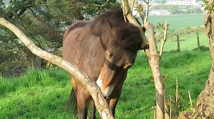 Sherlock at a favourite scratching tree on the east side of the Law 🐴 | North Berwick Ponies