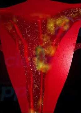 fetus development ( 3d Animation )