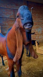 513K views · 10K reactions | Huzaifa goat farm Sahiwal Goats Farm | Huzaifa goat farm | Facebook