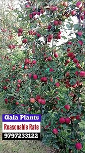 Reasonable RATE for genuine Gala #apple variety plants on M9 rootstock. Contact 📞 9797233122, 070063 76406 | JK Krishi Vikas Cooperative Ltd.
