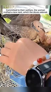 This woman supported the mother turtle dove in nurturing her young #reelschallenge | Tails Of Hope