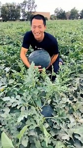 😍Amazing Watermelon & Grape Farms!!!😍 | Geographical Beauty