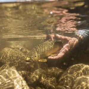 Are you ready to make the catch? Gear up for trout season. | Field & Stream Shop