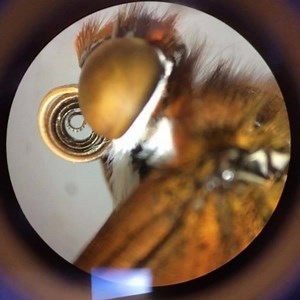 Family Art Workshop with Jennifer Moss For kids ages 6 and up, with an adult. Register online: bit.ly/uamnworkshops | University of Alaska Museum of the North