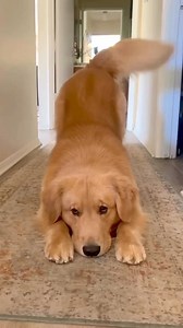 Sweet 🩷 | Golden retriever