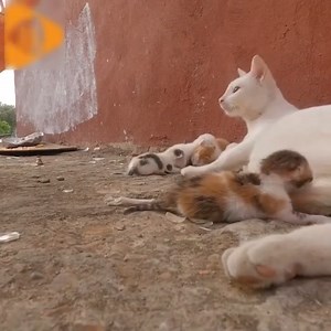 I rescued a mother cat with 5 newly abandoned kittens on the street #HelpHomelessPets | Thrift City
