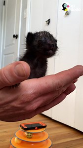 7.2M views · 155K reactions | ¿No es el gatito más pequeño que haz visto?  | El Dodo | Facebook