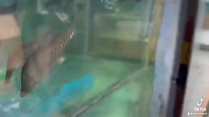 Introducing the mysterious Royal Clown Knifefish! 🤡🐟 With its unique body shape and mesmerizing movement, this fish is a true standout in any aquarium. Swipe to see this aquatic marvel in action! #RoyalClownKnifefish #UniqueFish #AquariumLife | Pet Zone Tropical Fish, San Diego, California