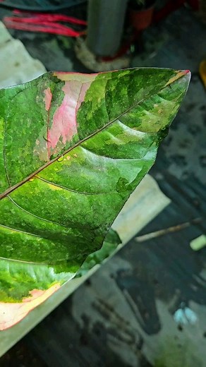 10 Care Tips for Anthurium Hookeri Tricolor Variegated 1.Light Provide bright, indirect light. Direct sunlight can cause the leaves to burn. 2.Watering Keep the soil consistently moist but not waterlogged. Allow the top inch of soil to dry out between waterings. 3.Humidity Maintain high humidity levels. Using a humidifier or placing the plant on a pebble tray with water can help. 4.Temperature Keep the temperature between 20-30°C. Avoid cold drafts and sudden temperature changes. 5.Soil Use a we