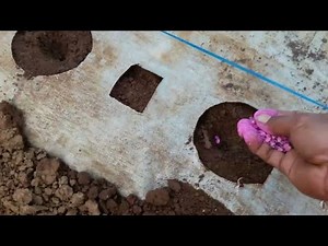 Cara Menanam Kacang Panjang Mudah dan Simpel