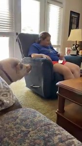 2.7K views · 323 reactions | Pigs are so freaking smart! We always...
