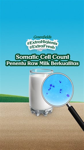 Mari berkenalan dengan Somatic Cell Count (SCC), indikator lain yang membuat susu Greenfields #ExtraHigienis dan #ExtraFresh! 🔎 Somatic Cell Count (SCC) atau sel darah putih dalam hasil perahan susu sapi menentukan kualitas susu. Semakin rendah SCC = semakin sehat sapi = semakin baik kualitas fresh milk! Ternyata, SCC raw fresh milk Greenfields 65% lebih rendah dibandingkan standar Internasional USA! Jadi, nggak heran kalau Greenfields punya kualitas fresh milk dan jadi partner terbaik untuk se