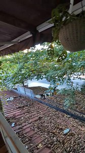 74K views · 199 reactions | Princess Ayarwaddy or Ayarwaddy Princess Shan Noodle which gives me the vibes of Inn Lay Naung Shwe! | Hla Nu Tun | Facebook