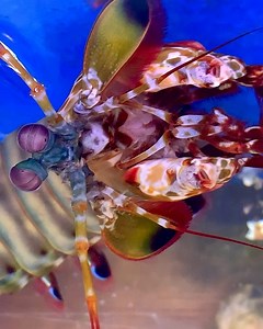 Female peacock mantis shrimp from our latest shipment🤯🤩 two more females and one big green male also came in and they are all stunners!! Don’t miss out they for sure won’t last long | Exotic Sealife