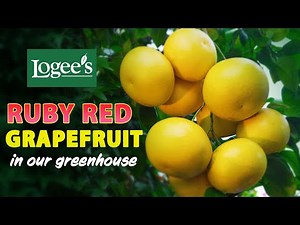 Ruby Red Grapefruit - A Citrus Gem!