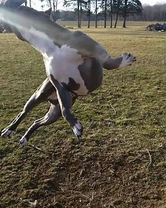 19 reactions | Boaz is a muscled up freak with the BEST temperament! #dieseldogs #diesellife #dieseldogsofinstagram #puppies #puppiesofig #puppiesofinstagram #puppiesofinsta #athlete #showdog #workingdog #dontbullymybreed #fitpup #pitbull #bully #swole #musclemachines #fitfam #musclefreaks #girthup #followme #like4like #love #likeforlike #igers #insta #instagram #instagood #instalike #beautiful #ddboaz | Diesel Dogs | Facebook